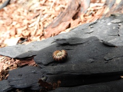 Boraria deturkiana