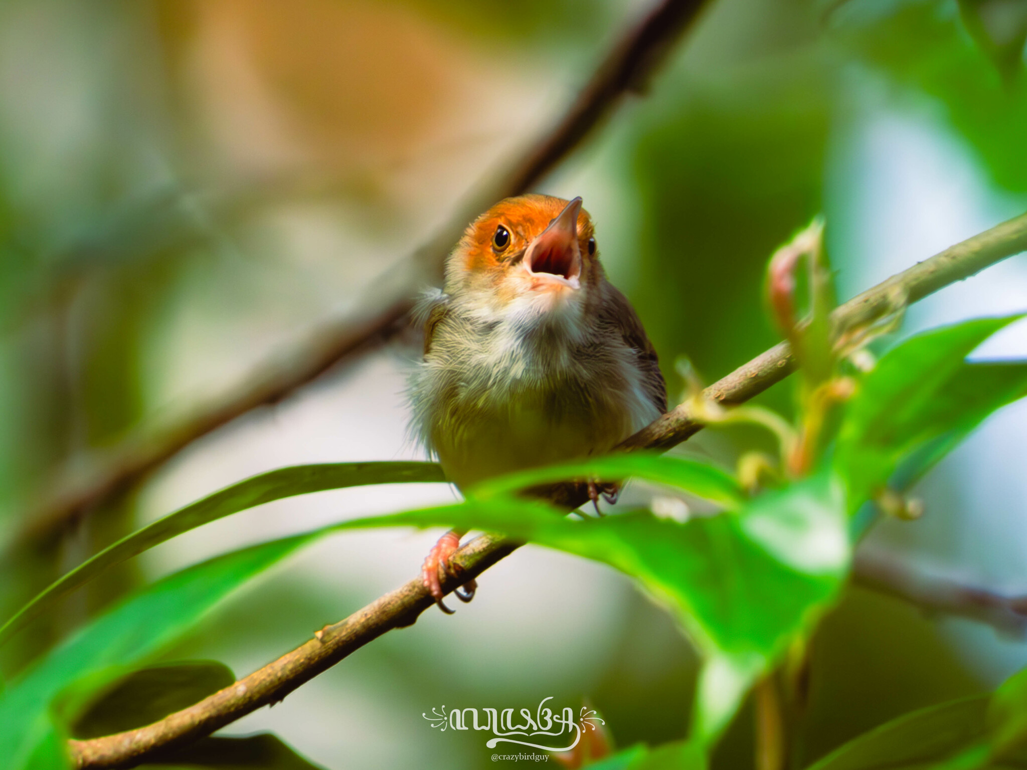 Olive-backed Tailorbird illustration