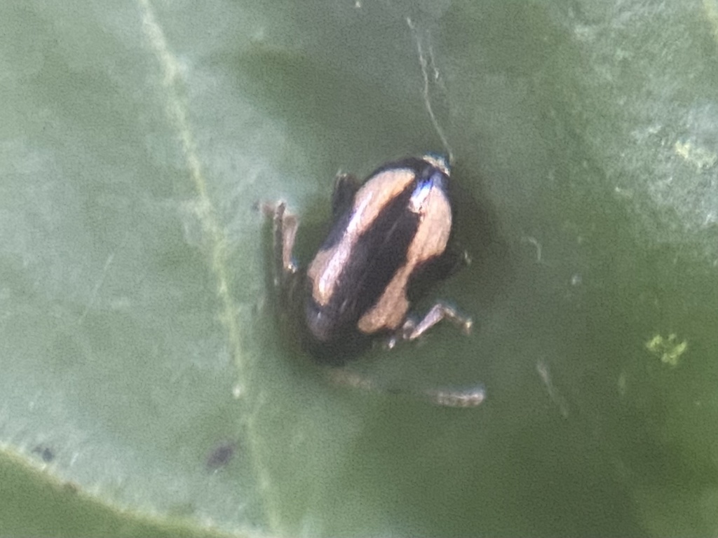 Phyllotreta flexuosa