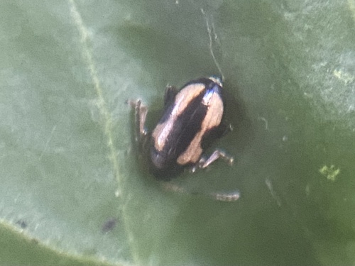 Phyllotreta flexuosa