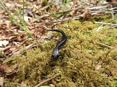 Plethodon jordani