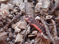 Microphotus angustus