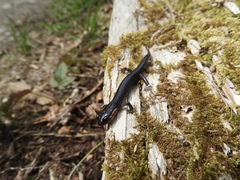 Plethodon jordani