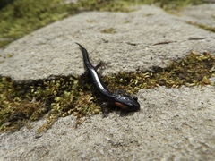 Plethodon jordani