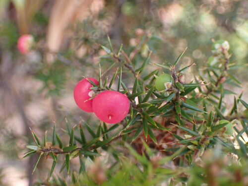 Image of Mountain Pinkberry (Leptecophylla parvifolia) by (c) ttsquid, some rights reserved (CC BY)