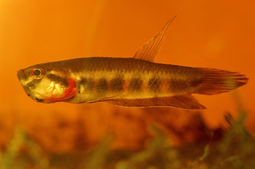 Toba-strijdvis (Betta rubra) — Osphronemidae — 3