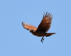 Mirafra fasciolata fasciolata