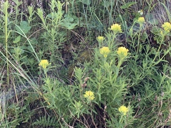 Castilleja wightii