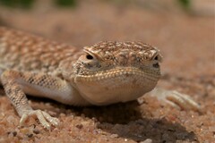 Arabian Toad-Headed Agama photo 2