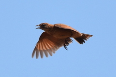 Mirafra fasciolata fasciolata