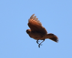 Mirafra fasciolata fasciolata