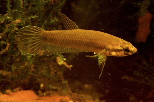 Toba-strijdvis (Betta rubra) — Osphronemidae — 4