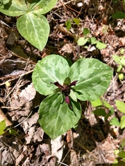 Trillium stamineum