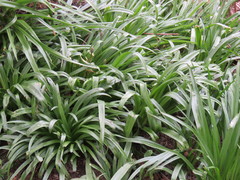 Agapanthus praecox