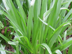 Agapanthus praecox