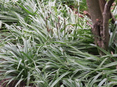 Agapanthus praecox