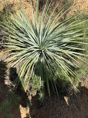 Hesperoyucca