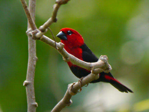Black-bellied Seedcracker (Pyrenestes ostrinus), photo 3