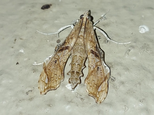African Erythrina-borer