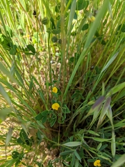 Acmispon wrangelianus