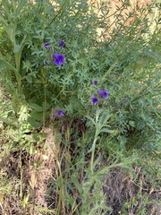 Penstemon heterophyllus