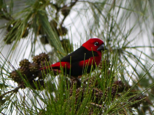 Black-bellied Seedcracker (Pyrenestes ostrinus), photo 6