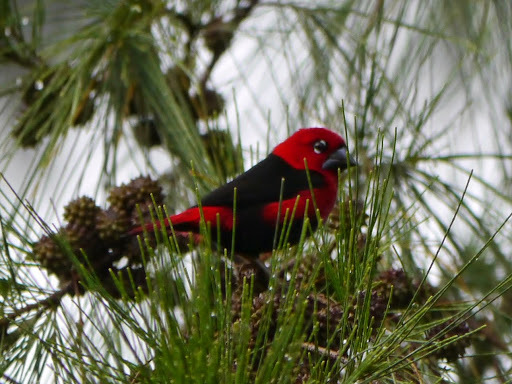 Black-bellied Seedcracker (Pyrenestes ostrinus), photo 4