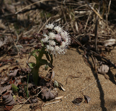 Petasites tatewakianus