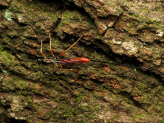 Dolichomitus irritator