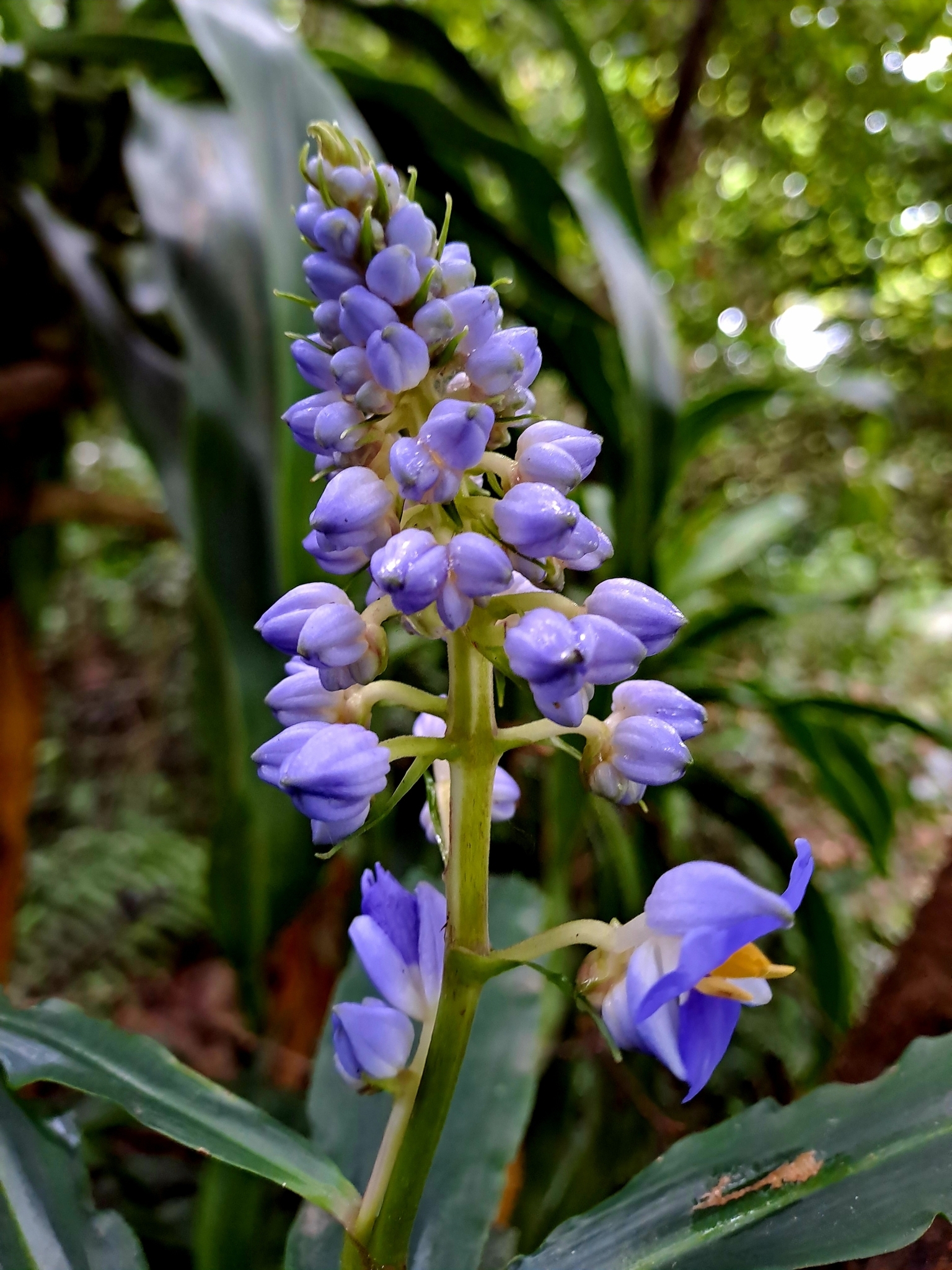 Imagem de Ginger-azul