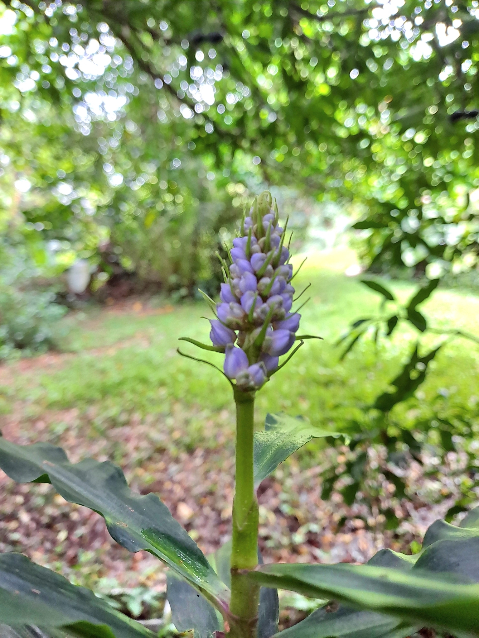 Imagem de Ginger-azul