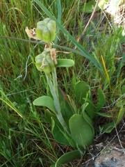 Fritillaria agrestis