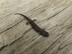 Desmognathus imitator