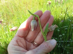 Fritillaria agrestis