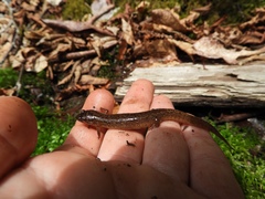 Desmognathus santeetlah