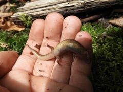 Desmognathus santeetlah