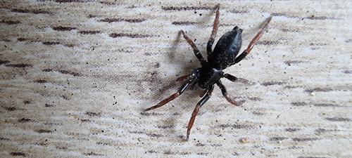 Yellow-legged Zipper Spider, 6708 DE Wageningen, Netherlands, photo 6 of 10