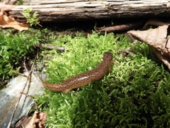 Desmognathus santeetlah