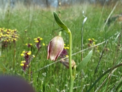 Fritillaria agrestis