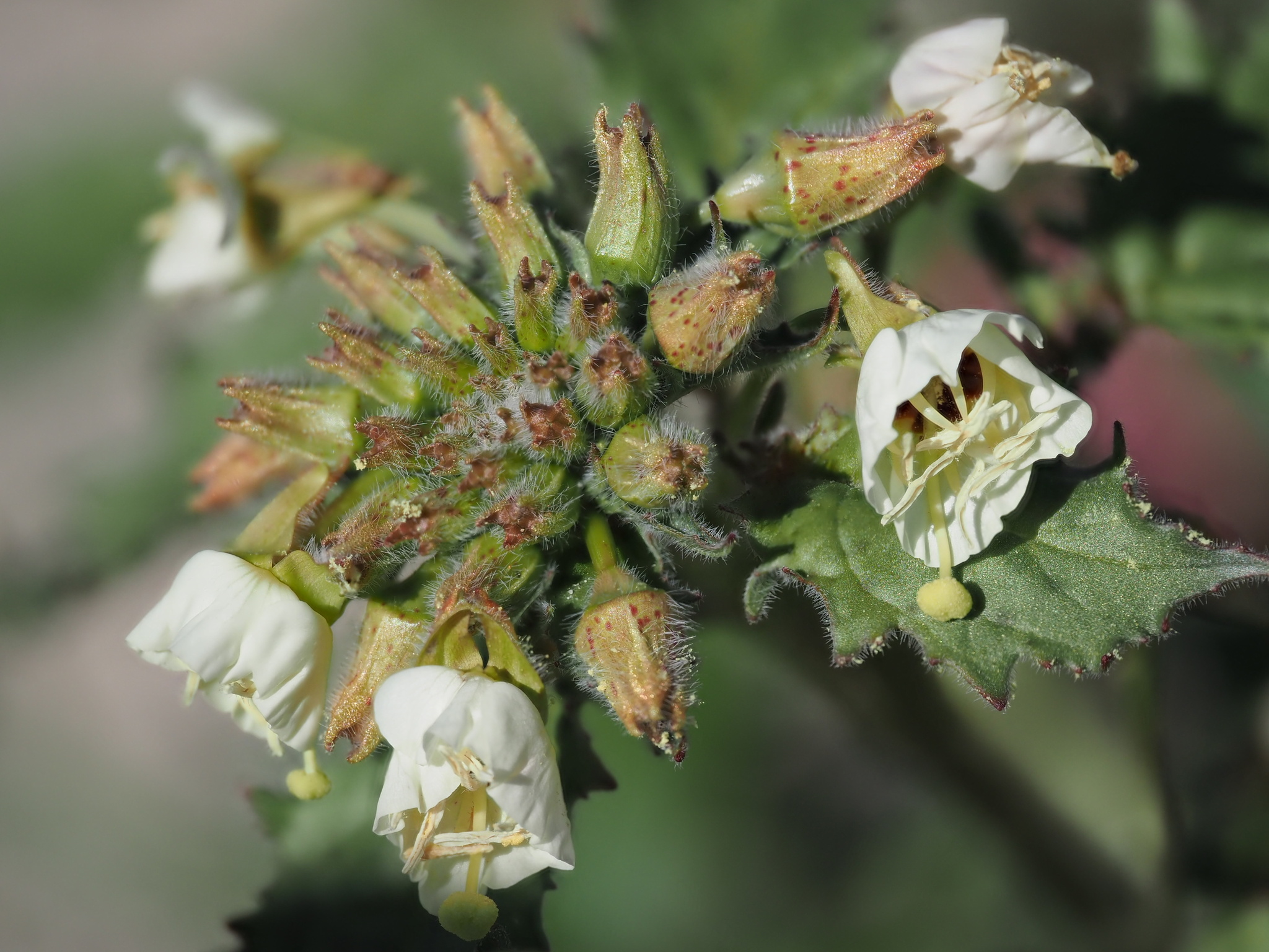 Chylismia claviformis ssp. peirsonii