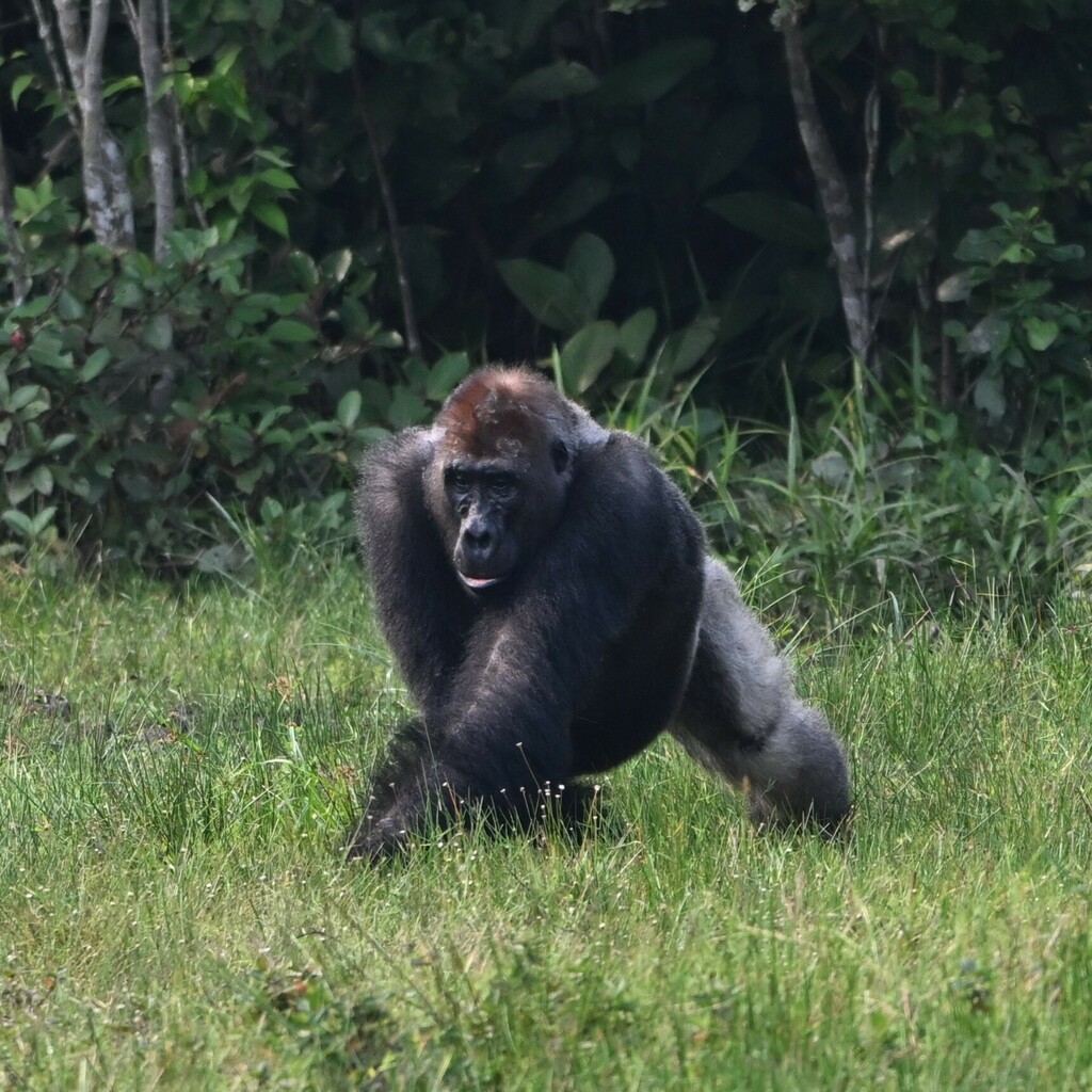 Western Lowland Gorilla in February 2024 by Gwili Gibbon. Lone male ...