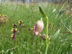 Fritillaria agrestis