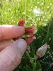 Fritillaria agrestis