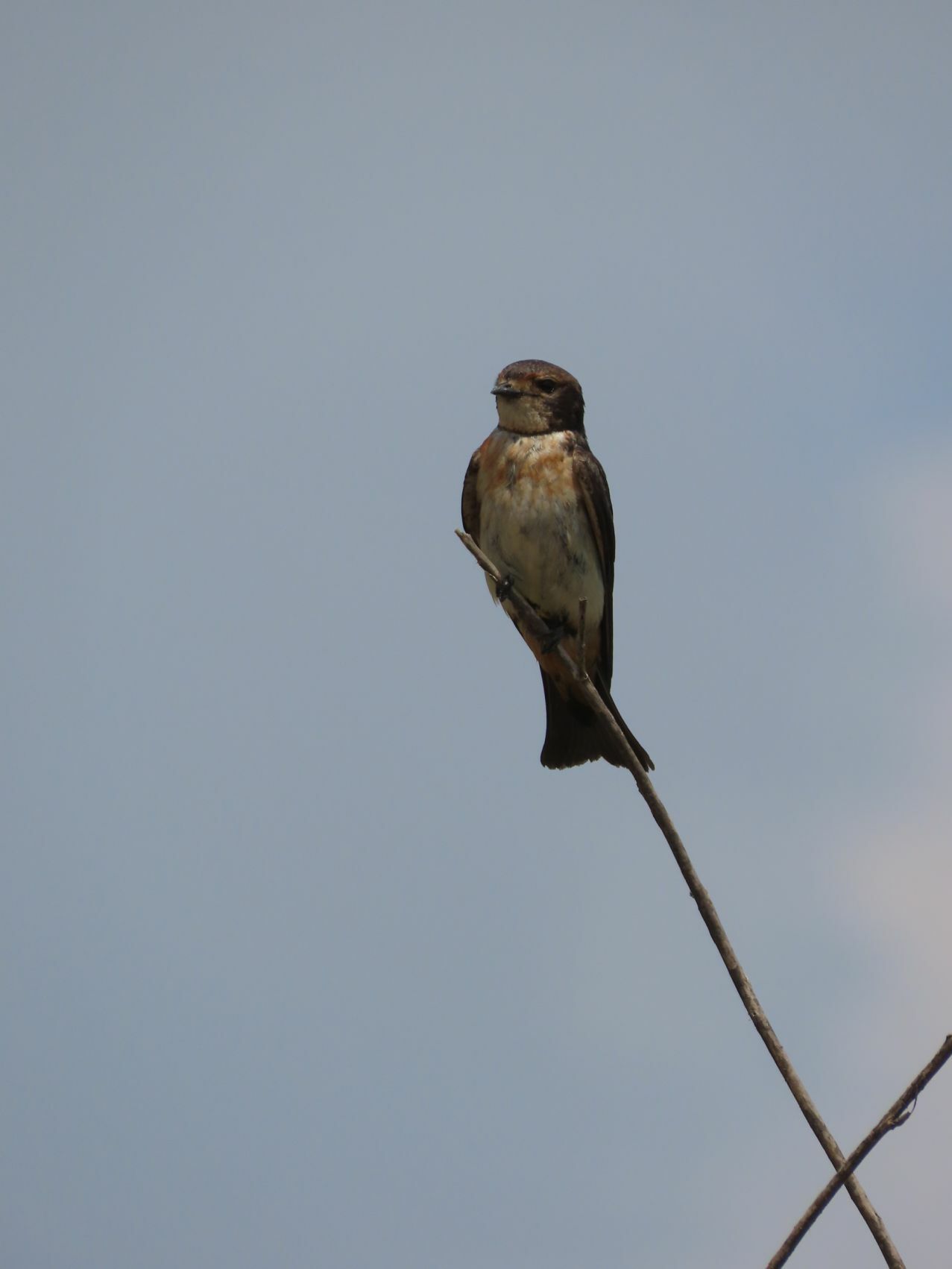 South African Cliff Swallow (Petrochelidon spilodera), photo 7