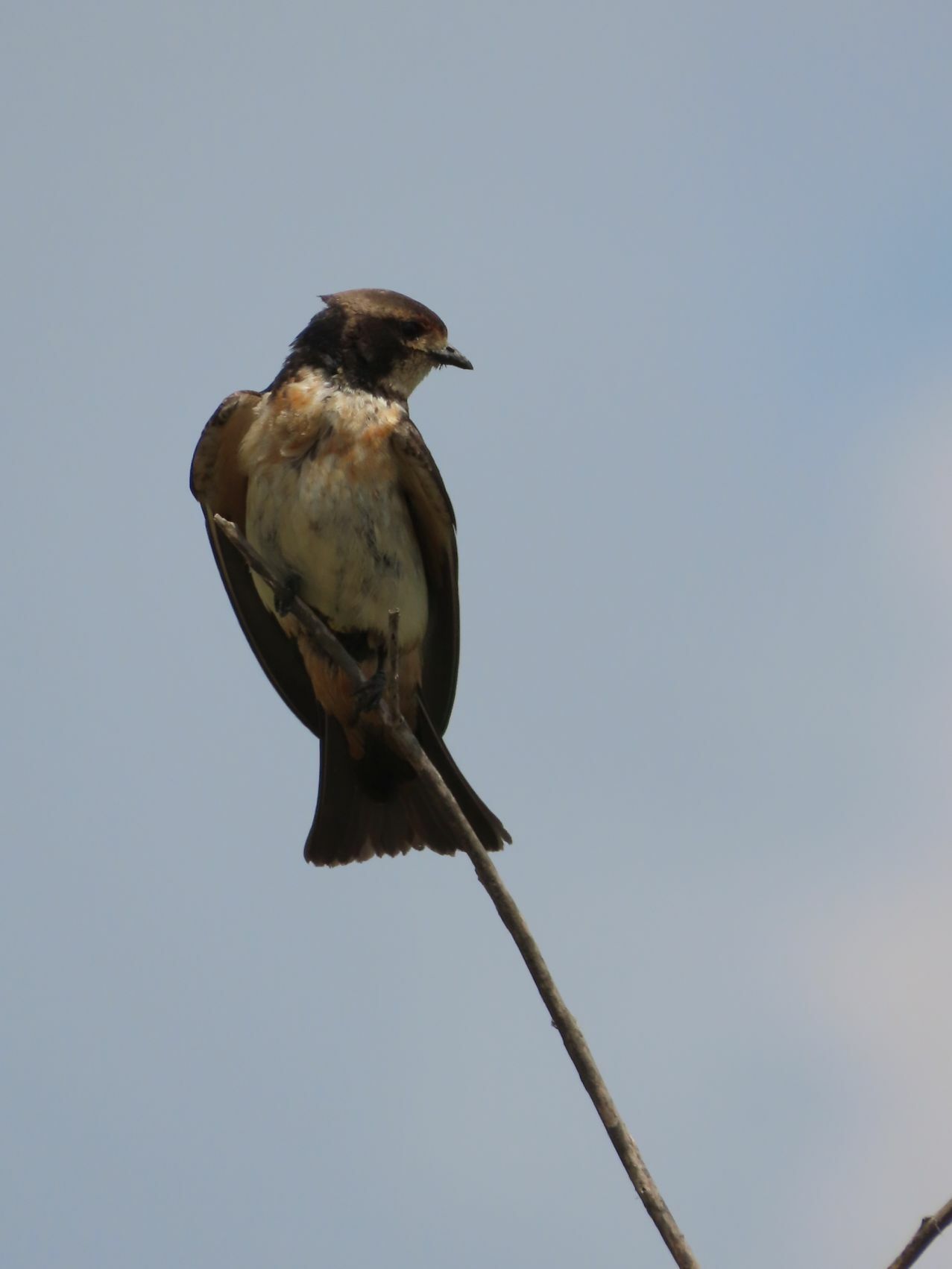South African Cliff Swallow (Petrochelidon spilodera), photo 6