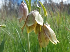 Fritillaria agrestis