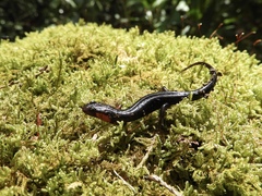 Desmognathus imitator