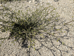 Chorizanthe brevicornu
