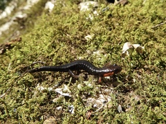 Desmognathus imitator