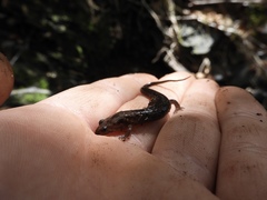 Desmognathus imitator